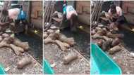 Video of Nigerian man taking out yams from gutter for sale surfaces on social media, gets people angry