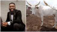 Comedian Woli Arole receives huge cow gift ahead of his wedding, shares photo