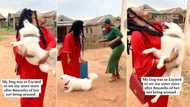 "Troublesome breed": Dog welcomes lady specially as she returns home after 8 months, video causes buzz