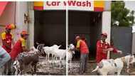 Petrol attendants take giant live goats to car wash, bath them like humans, video throws people into confusion