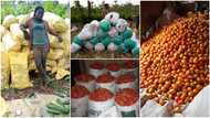 Female Nigerian graduate turns to farming, shows off bountiful harvests of tomatoes, maize, cucumbers