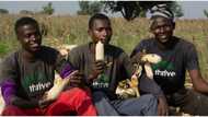 Thrive Agric investors receive their money after failure to make payment last year