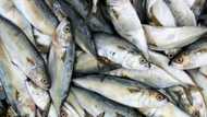 Consumption of fish can help prevent asthma - Study
