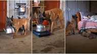"He is a smart guy": Clever dog helps its owner to fetch and boil water, video goes viral on TikTok