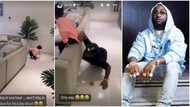 "Always hyper like daddy": Davido pins Ifeanyi down as others struggle with him for photoshoot