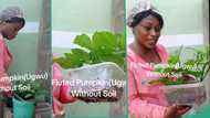 "It can feed you": Creative Nigerian lady shows how to farm fluted pumpkin at home without soil
