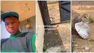 "Be like say na Mohbad spirit": Nigerian man shares video of rare creature he found in his compound