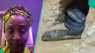 Former Northern gov's wife releases video, speaks on how huge cobra snake stormed her house