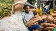 Abundant rice, cassava in sight as NDDC empowers 4,500 farmers in Nigeria