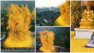 Beautiful photos of 1400-year-old tree that sheds golden leaves stun the internet, many want the leaves