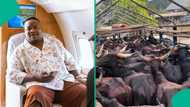 Cubana Chiefpriest gifts friend 47 cows for mum's burial amid alleged baby mama drama: "Over N23m"