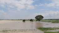 Ambaliyar ruwa ta salwantar da rayuka 8, gonakin sun kwashe a Katsina