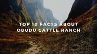 Amazing reasons why you must visit Obudu Cattle Ranch