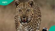 Panic as leopard bursts into store in India, attacks people, video trends