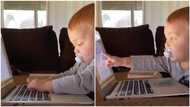 Funny video shows this little baby 'working' from home, see how he typed using a laptop
