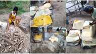 Nigerian lady who recently harvested cassava from her farm showcases bags of garri it produced, many react