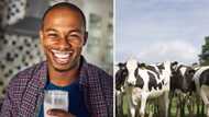 Despite over 18.3m cows, Nigeria spends N27bn to Import Milk from four countries in three months
