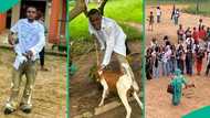 Nigerian graduate speaks after mum brought live goat to his sign-out celebration