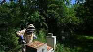 UK beekeepers and scientists tackle sticky problem of honey fraud