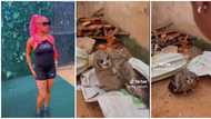 "You guys should pray very well": Nigerian lady shares video of big-eyed bird she found in her compound