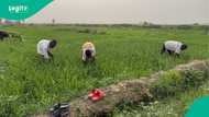 Terrorists ban farming in parts of Nigeria, mention consequences for farmers who refuse to stop
