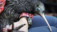 New Zealand store pulls kiwi chew toys after conservation backlash