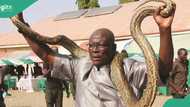 APC suspends prominent member for intimidating guests with snake in Kebbi