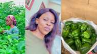 Beautiful female farmer wows people online, shows off what she harvested from her farm in cute photo