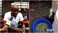 People laugh at me, say I'm doing a woman's work - Nigerian man who sells periwinkles speaks in video