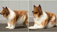 Video emerges as 'weird' man spends N6.2m to look like a dog, confused social media users bare their minds