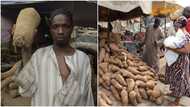 Benue state: Home of resourceful farmers who produce sweet yams