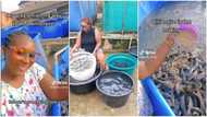 “On my way to become billionaire”: Nigerian lady shows off her fish farm in trending video, many want to learn