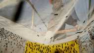 The hungry bugs fighting Uganda's fertiliser crisis