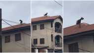 How did it get there? Sallah: Fat ram climbs roof of 2-storey building, refuses to come down, video goes viral