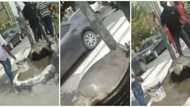 Mysterious: Giant Sea Turtle Spotted on Lagos Street in Emerging Video