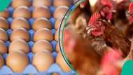 Prices of eggs, chicken will go higher this Christmas, expert says