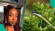 Ifunanya’s death: pest control expert lists snake-hotspots in Lagos
