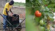 People commend young man for walking 15km to sell his veggies