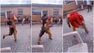 Nigerian masquerade dances to Shedibalabala, twerks in video as people scream, many react