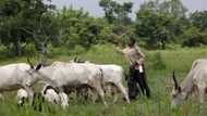 5 practical steps to end Fulani herdsmen crisis in Nigeria
