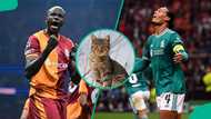 Mysterious cat predicts Galatasaray vs Liverpool Champions League R16 tie, video