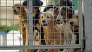 Dog's life in Cyprus as man's best friend dumped