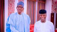 Tinubu or Osinbajo? Northern group reveals who may be Buhari's preferred successor among APC presidential aspirants