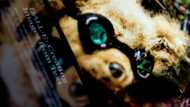 A million people eager to dabble with an artificial intelligence tool that lets them speak pictures or art into existence will get their wish, creators of DALL-E said Wednesday.