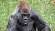 Ozzie: The world's oldest male gorilla dies aged 61 at US zoo