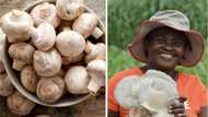 Expert states how Nigeria can earn N1trn from cultivation of mushrooms