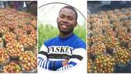 Nigerian farmer showcases his shiny tomatoes, puts them up for sale, social media users react to his price