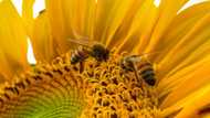The best bee jokes to send your friends