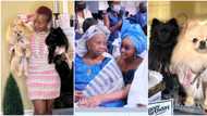 DJ Cuppy Shares Grandmother’s Baffled Reaction in Funny Photo After Saying Her Dogs Are Her Great Grandkids