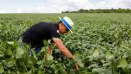 Natural pesticides gain ground in 'agri-tox' capital Brazil